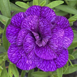 Calibrachoa PortuCal Double Blue